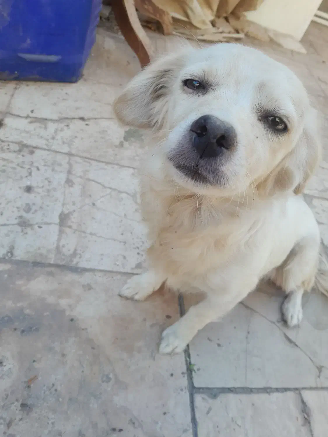 سک پاپی شیتزو|سگ|برخوار, |دیوار