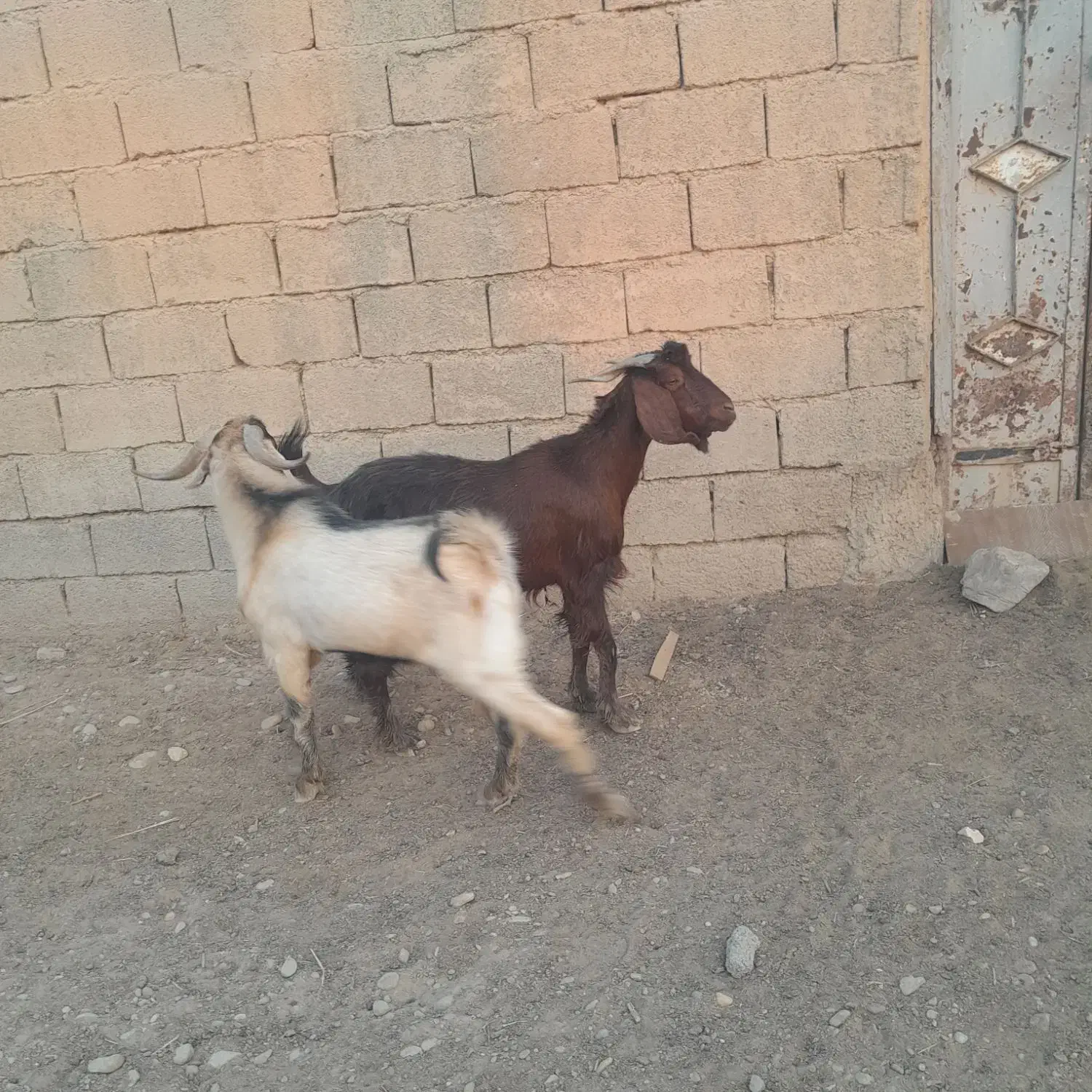 دوعددبز|حیوانات مزرعه|چمران, |دیوار