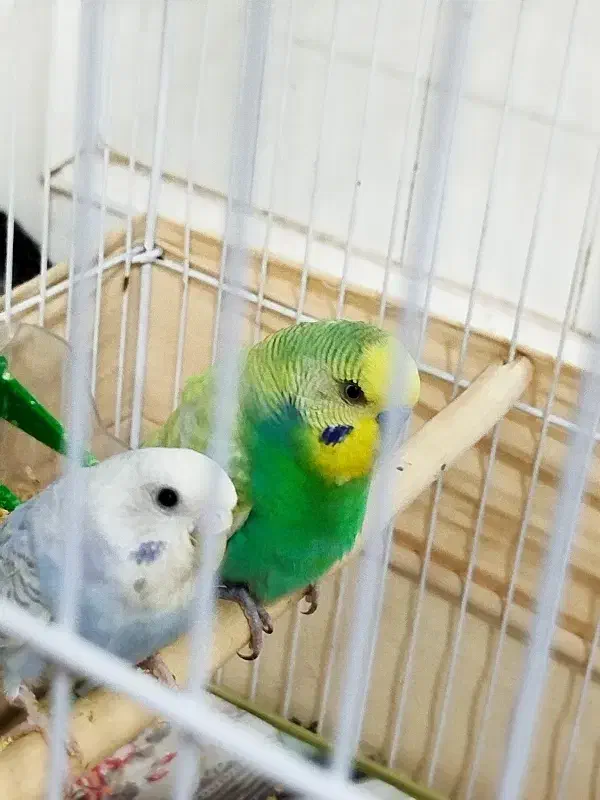 مرغ عشق گم شده|پرنده|سبزوار, جوادیه شرقی|دیوار