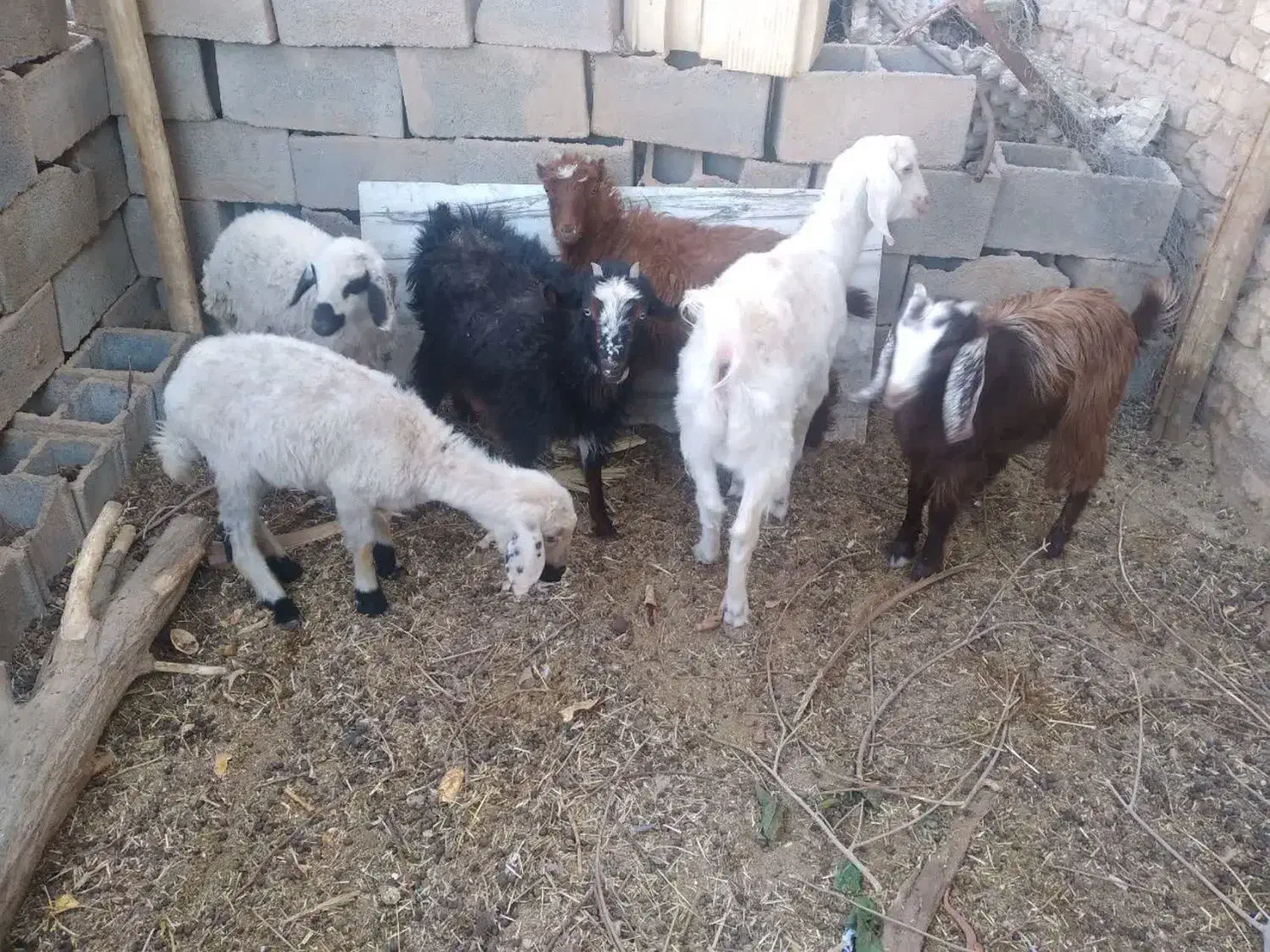 بره و کهره سالم|حیوانات مزرعه|حمیدیا, |دیوار