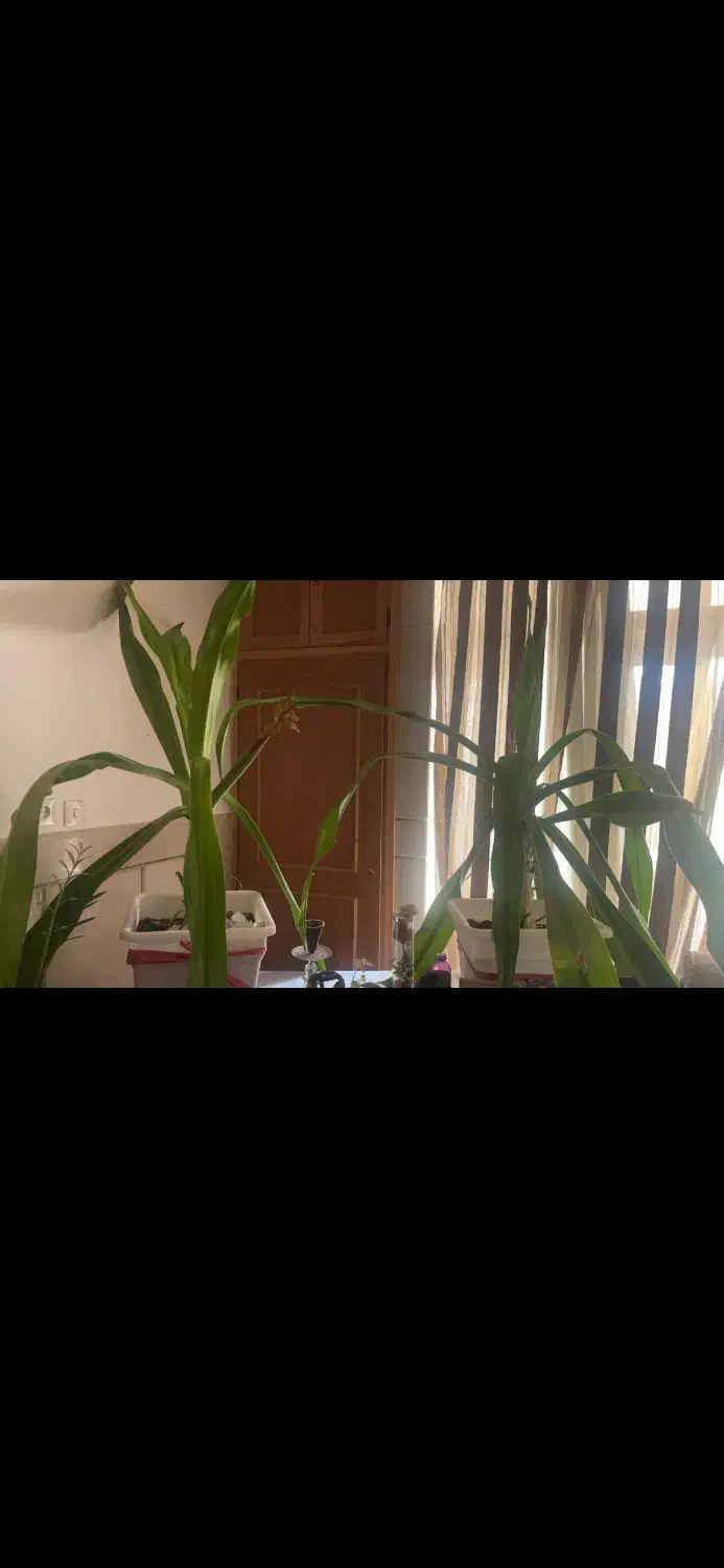 گل اشک ملکه قیمت مناسب|گل و گیاه طبیعی|اصفهان, کارلادان|دیوار