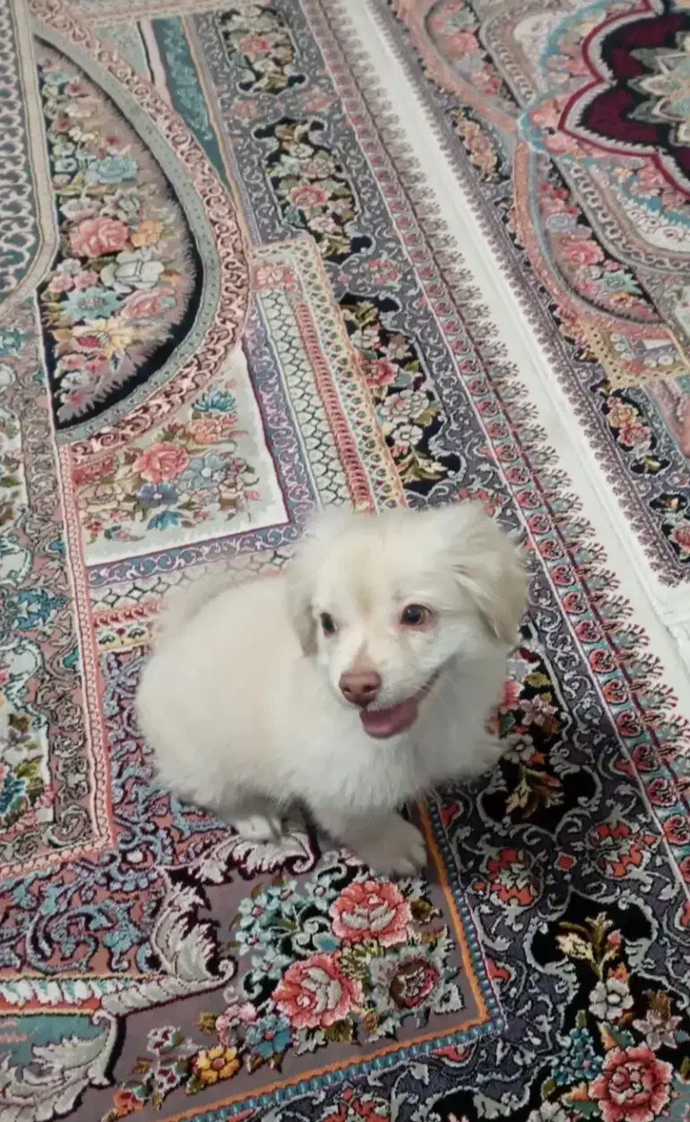 سگ شیتزو|سگ|شهریار, شهرک شاهد|دیوار