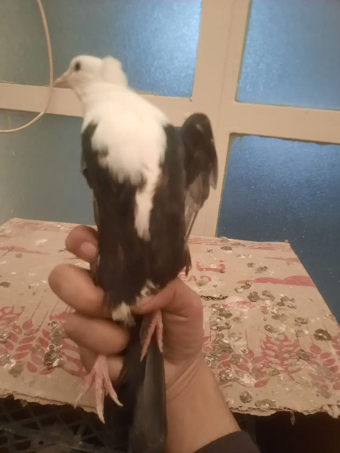 کبوتر کلاغ کربلایی کاکلی و بی کاکل|پرنده|تهران, شهرک ولیعصر جنوبی|دیوار