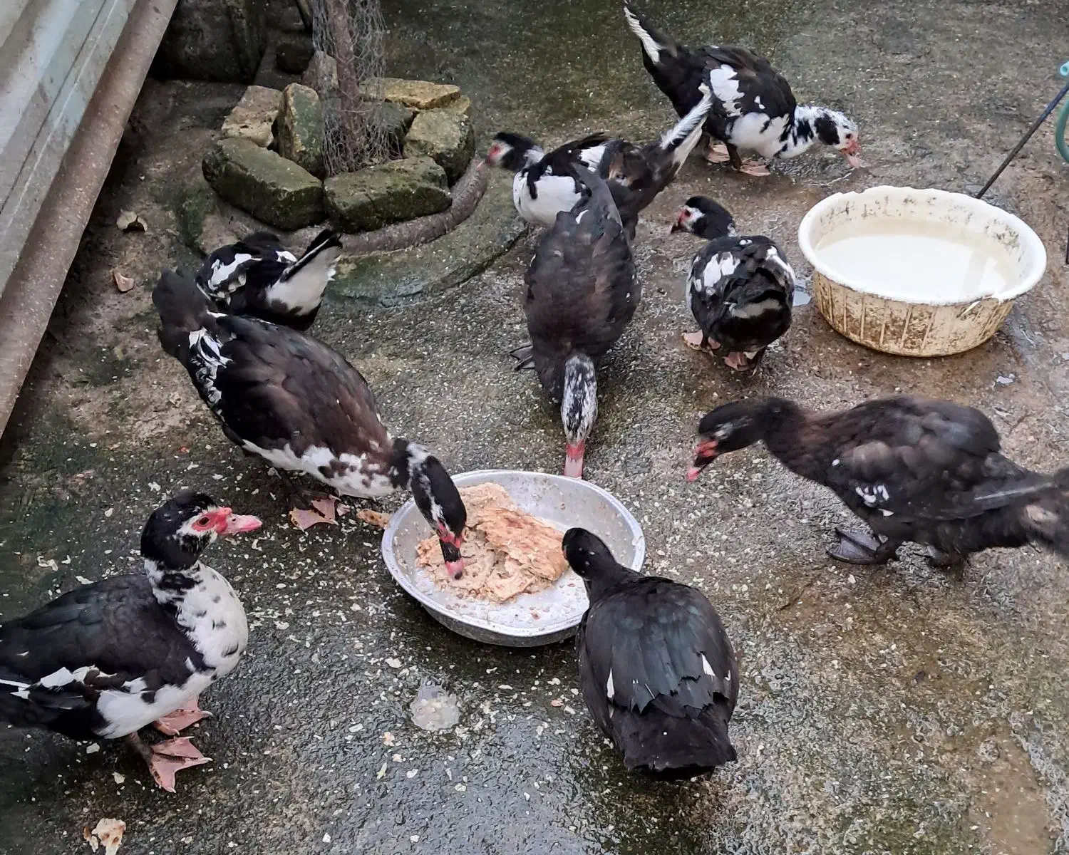 اردک اسرائیلی سالم ۷ماهه|حیوانات مزرعه|سنگر, |دیوار