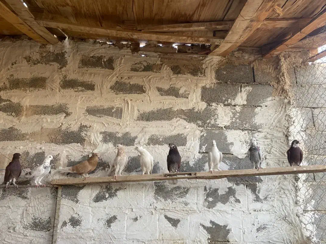 کبوتر|پرنده|بادرود, |دیوار