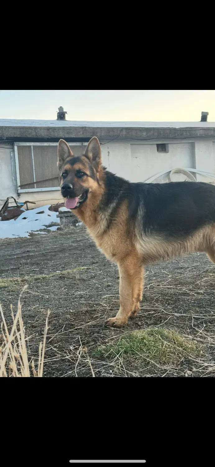 سگ ژرمن|سگ|سقز, |دیوار