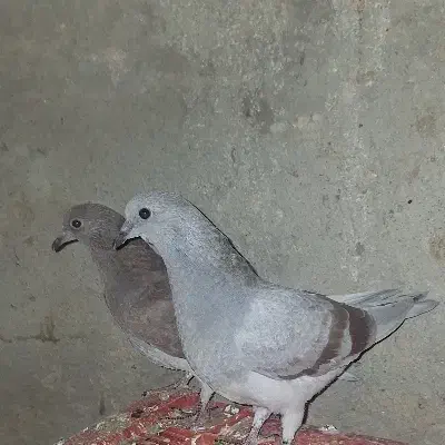 کبوتر|پرنده|هامون, |دیوار