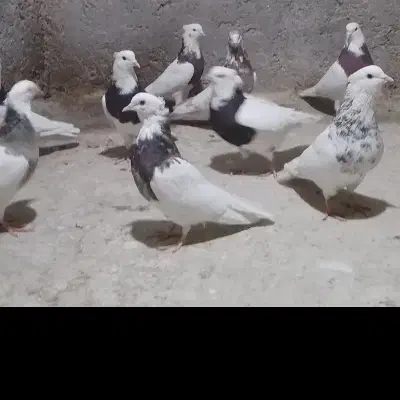 راهنماییم کنید تو معامله کبوتر سرم کلاه رفت طو قی|فعالیت داوطلبانه تحقیقاتی|میبد, |دیوار