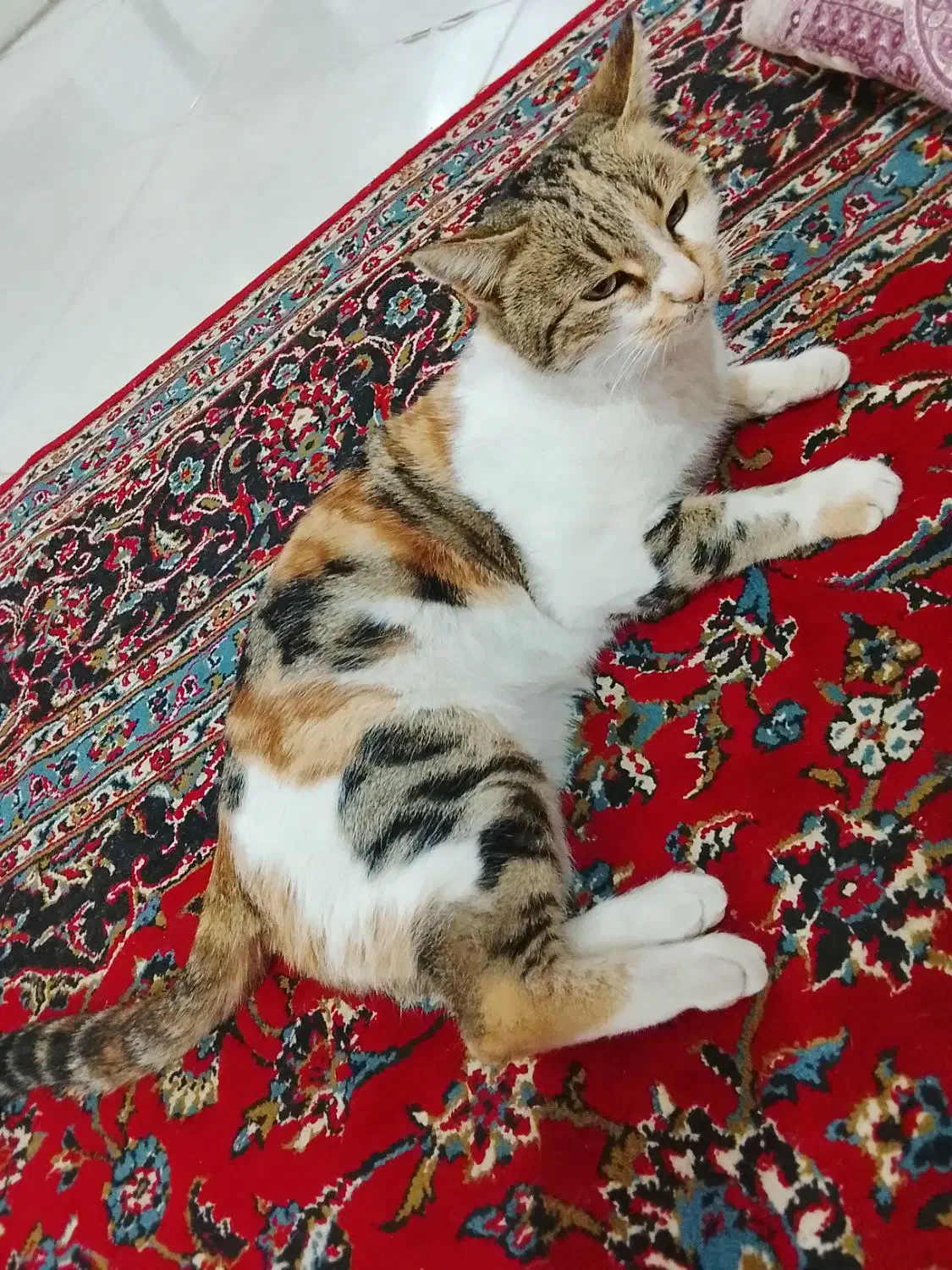 گربه|گربه|نیشابور, گنبد سبز|دیوار