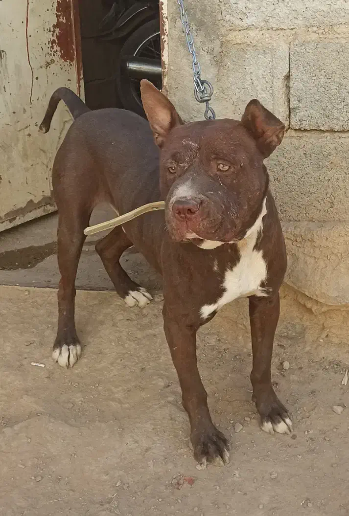 سگ نژاد دار|سگ|بجنورد, |دیوار