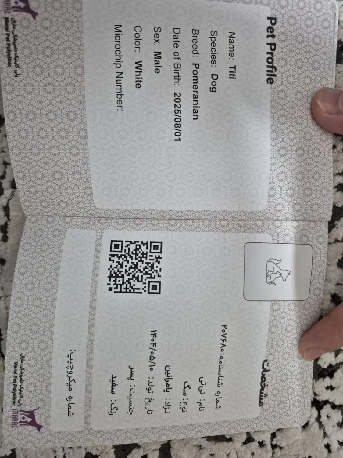 سگ پامرخرسی|سگ|اصفهان, عمان سامانی|دیوار