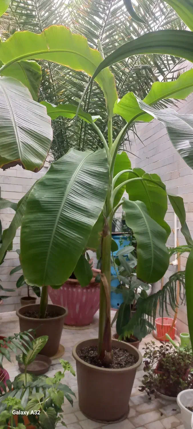 گل طبیعی دوتا درخت موز فاندانوس ونخل|گل و گیاه طبیعی|شاهرود, |دیوار