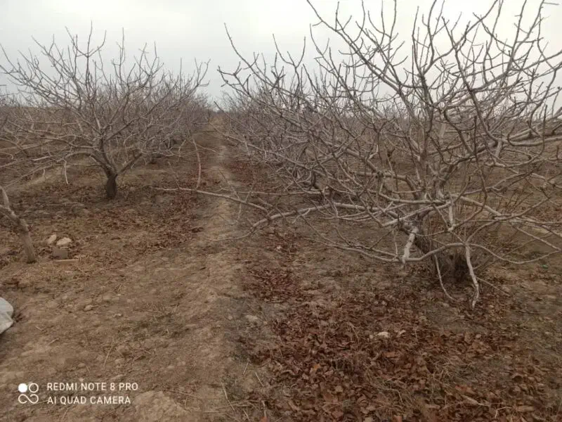 زمین پسته چاه رحمت آباد ارنان|فروش دفتر صنعتی، کشاورزی، تجاری|مهریز, |دیوار