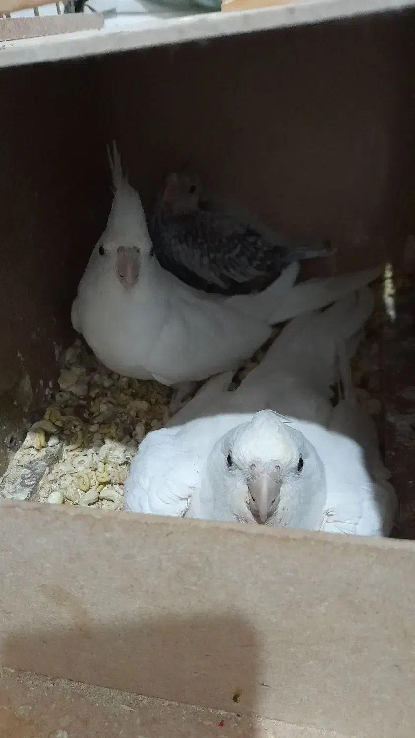 عروس هلندی مولد آلبینو با یک جوجه|پرنده|رباط‌کریم, نصیرشهر|دیوار