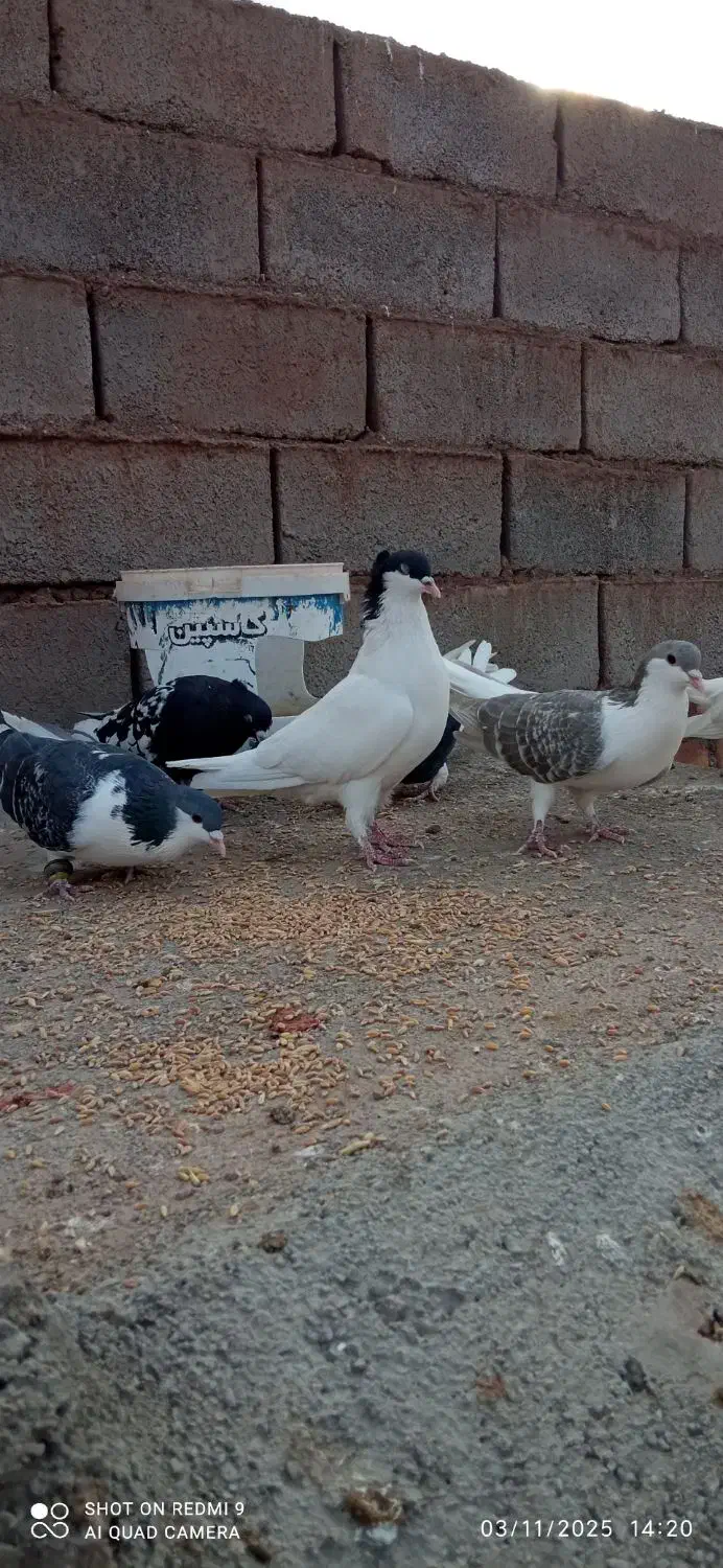 8عدد کبوتر سرحال|پرنده|شامکان, |دیوار