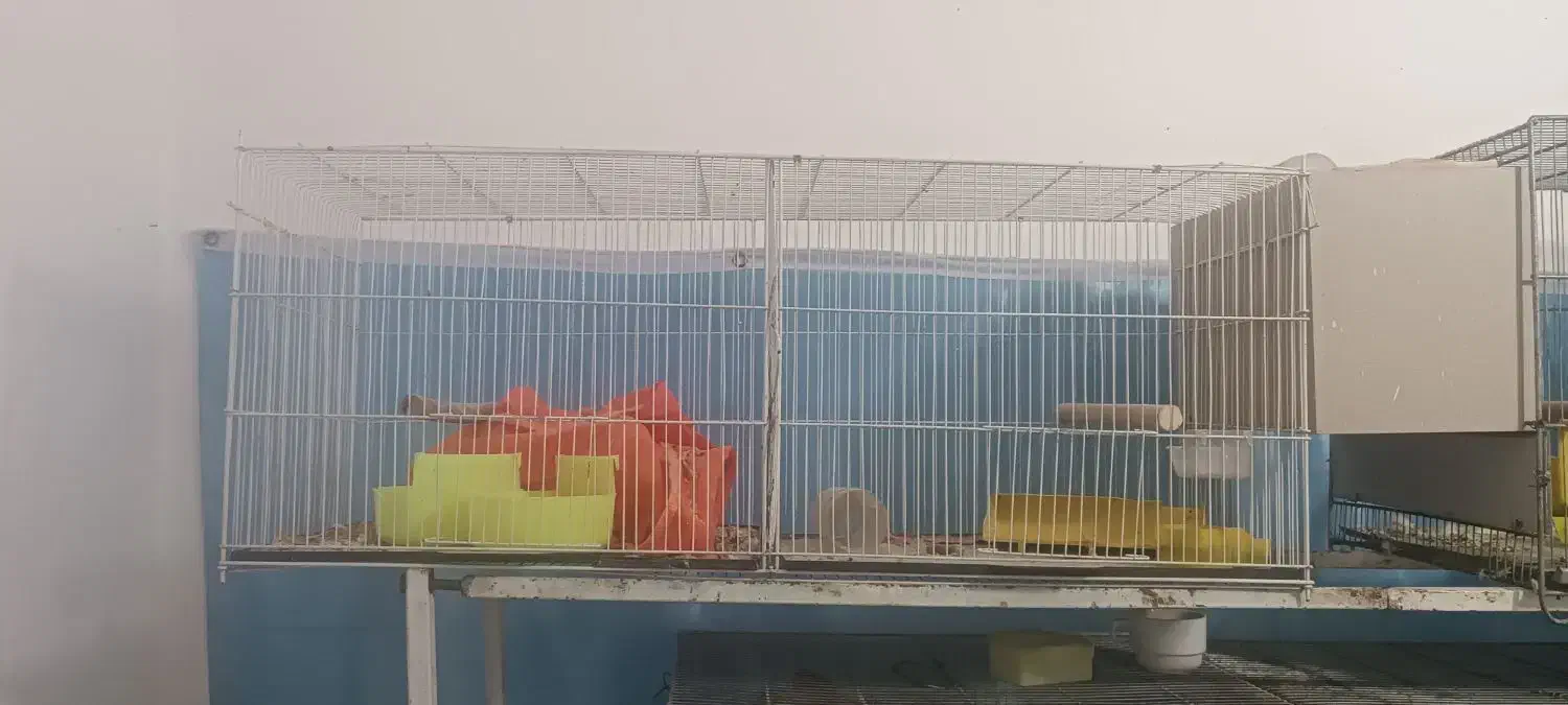 یک قفس  جوجه پران نو 450|لوازم جانبی حیوانات|بیرجند, |دیوار