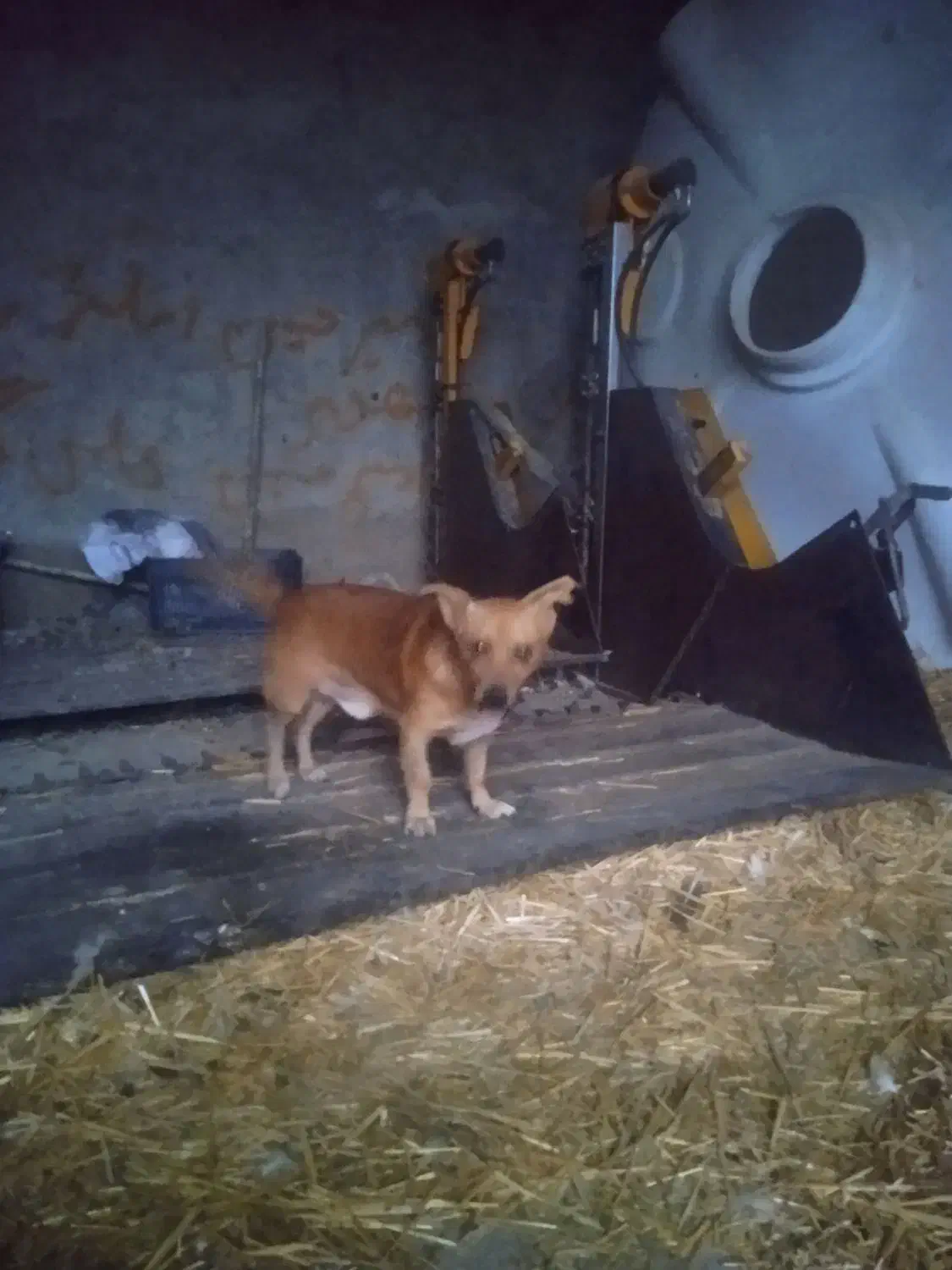 سگ پاکوتا بفروش میرسد نر زرنگ|سگ|دلند, |دیوار