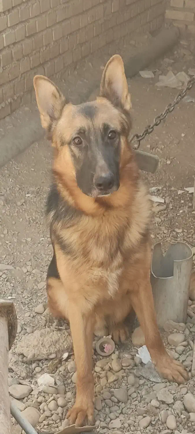 سگ ژرمن|سگ|رامهرمز, |دیوار