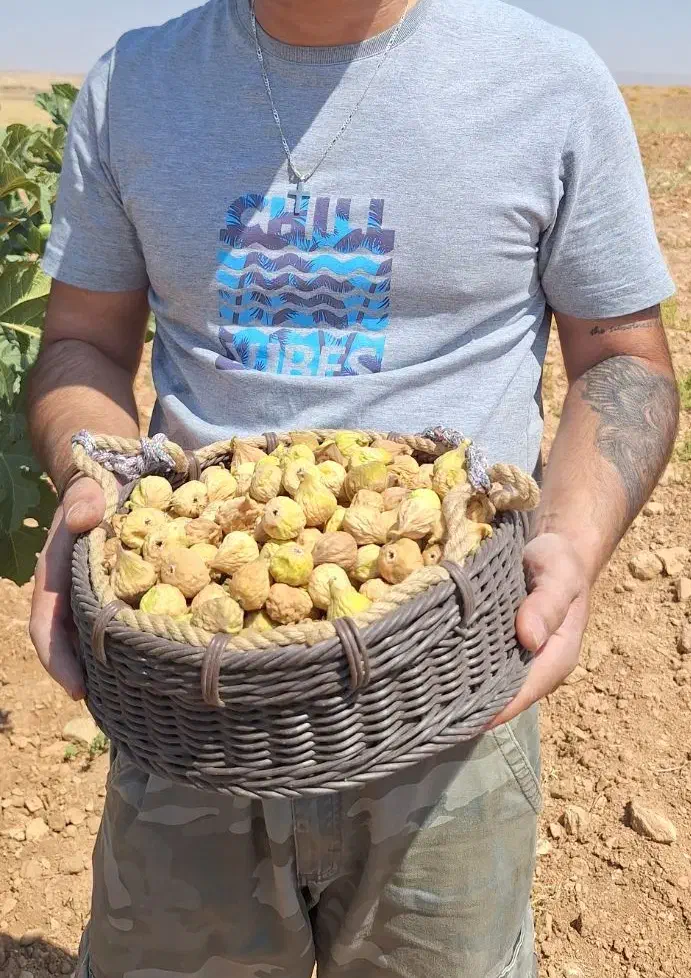انجیر بش درجه ۱|خوردنی و آشامیدنی|شیراز, شهرک فرزانگان|دیوار