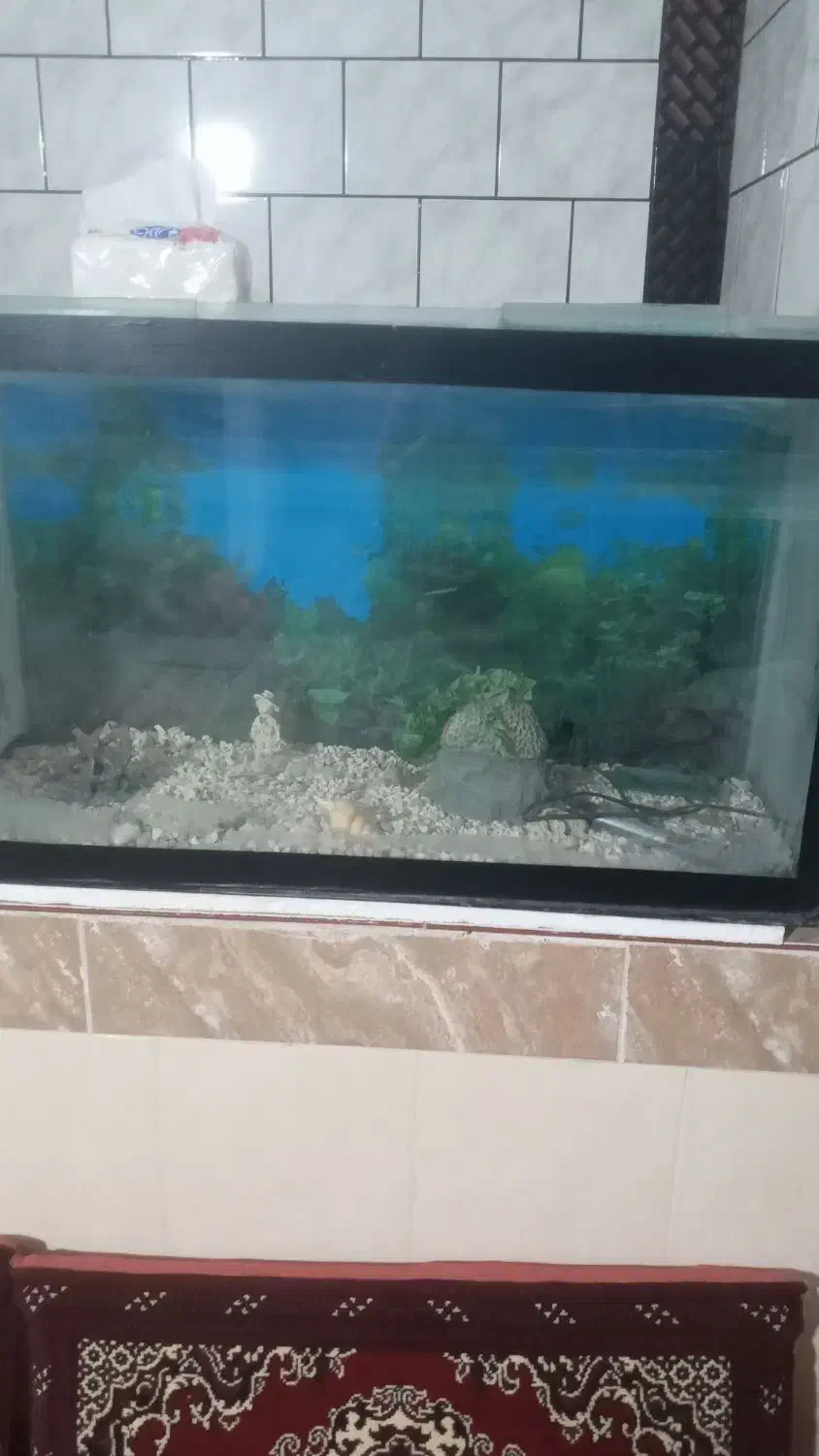 آکواریوم یک متری|ماهی|تربت‌حیدریه, قاسم آباد|دیوار