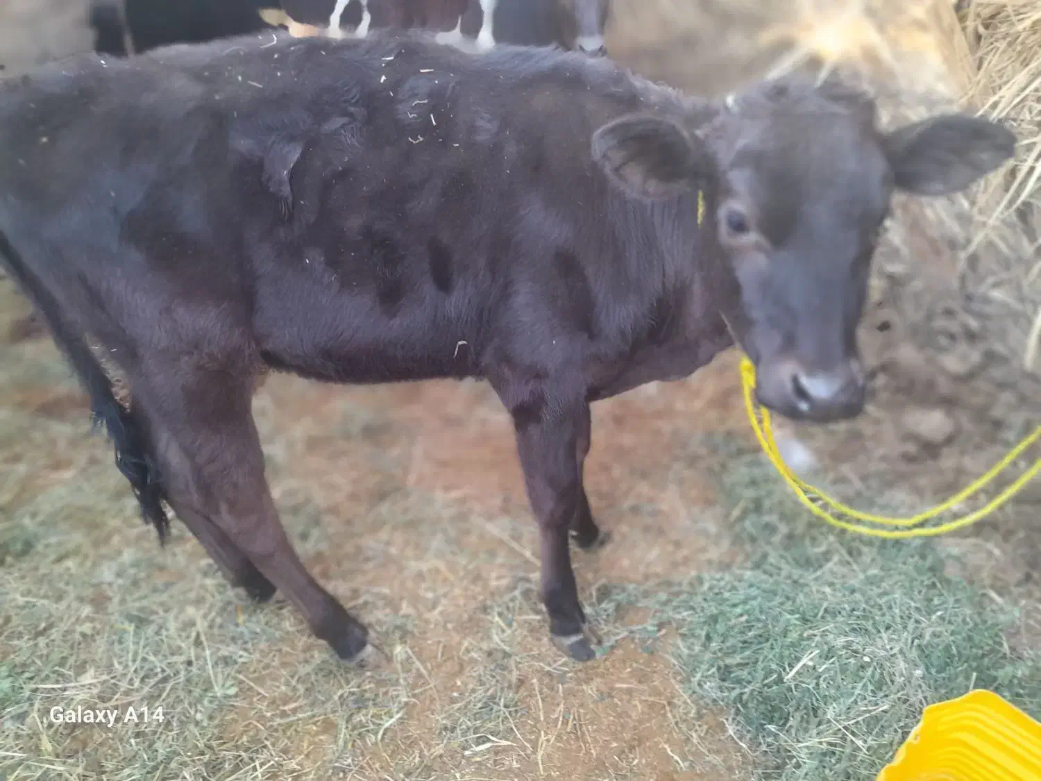 گستر هلشتان وگوساله چرسه|حیوانات مزرعه|فهرج, |دیوار