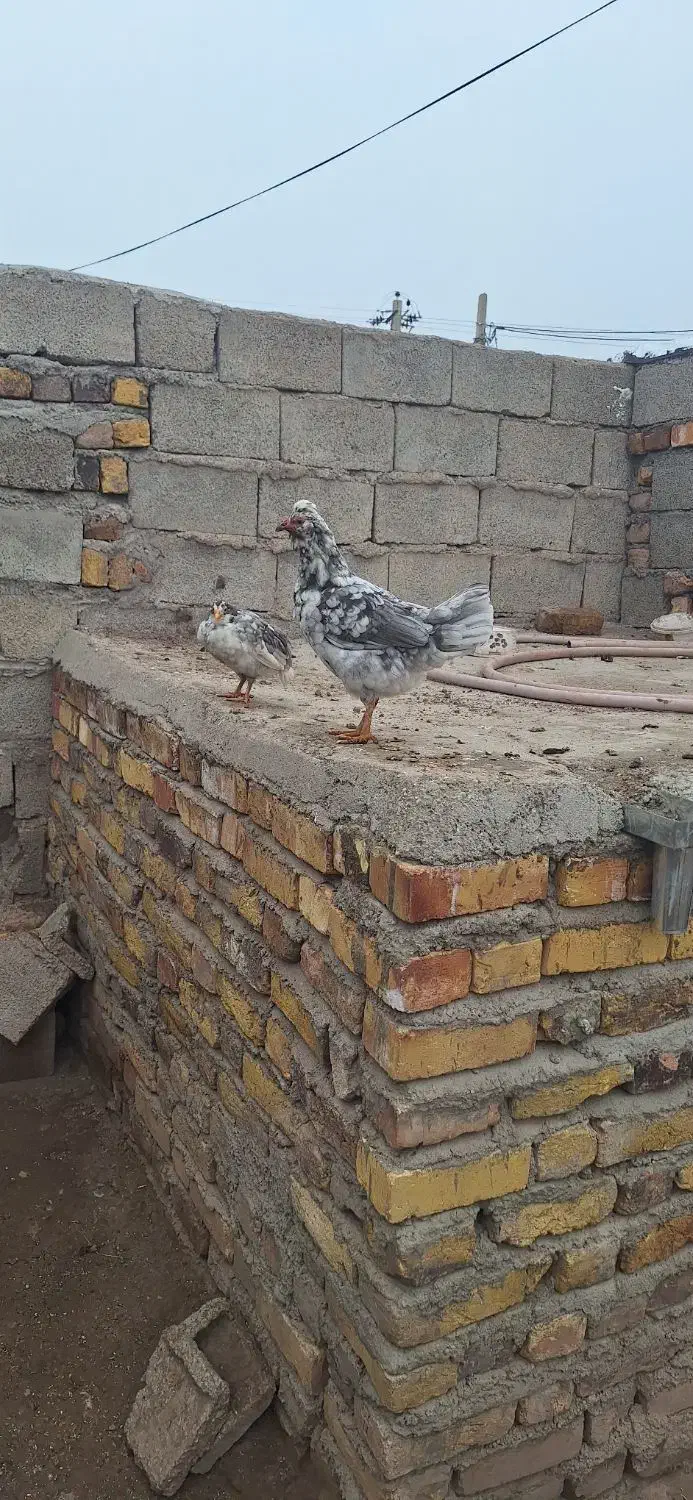 تخم مرغ|حیوانات مزرعه|قیدار, |دیوار