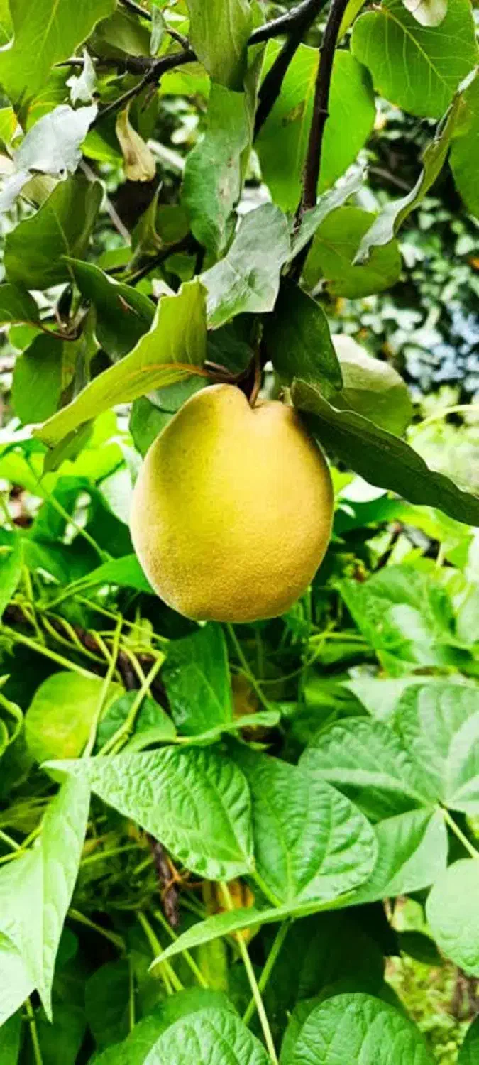 به ارگانیک فروشی|خوردنی و آشامیدنی|تهران, سعادت‌آباد|دیوار