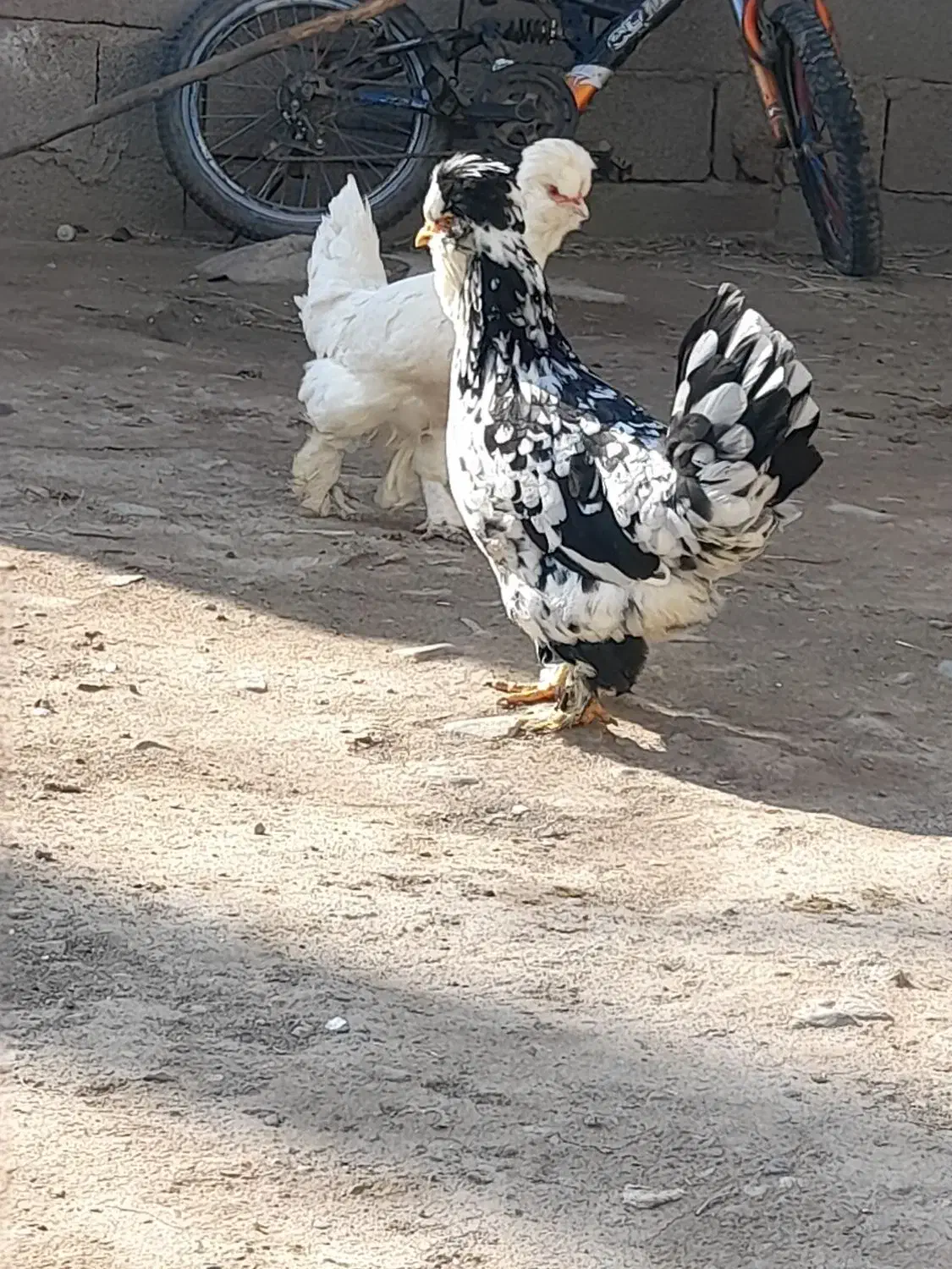 مرغ وخروس سلطان|حیوانات مزرعه|مرند, |دیوار