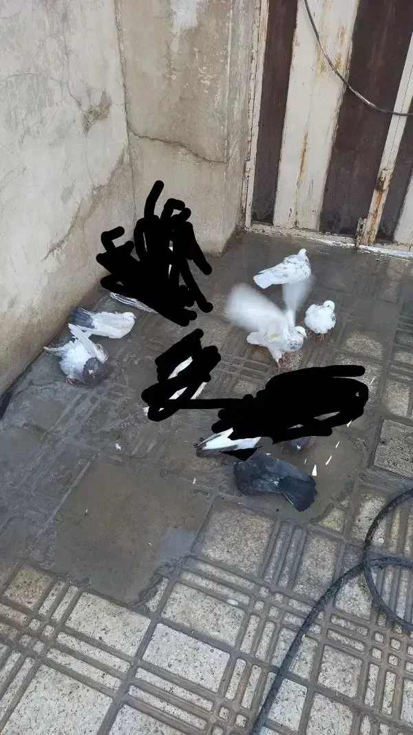 کبوتر پلاکی و یکی دوتاشون پلاکی نیستن|پرنده|نهاوند, |دیوار