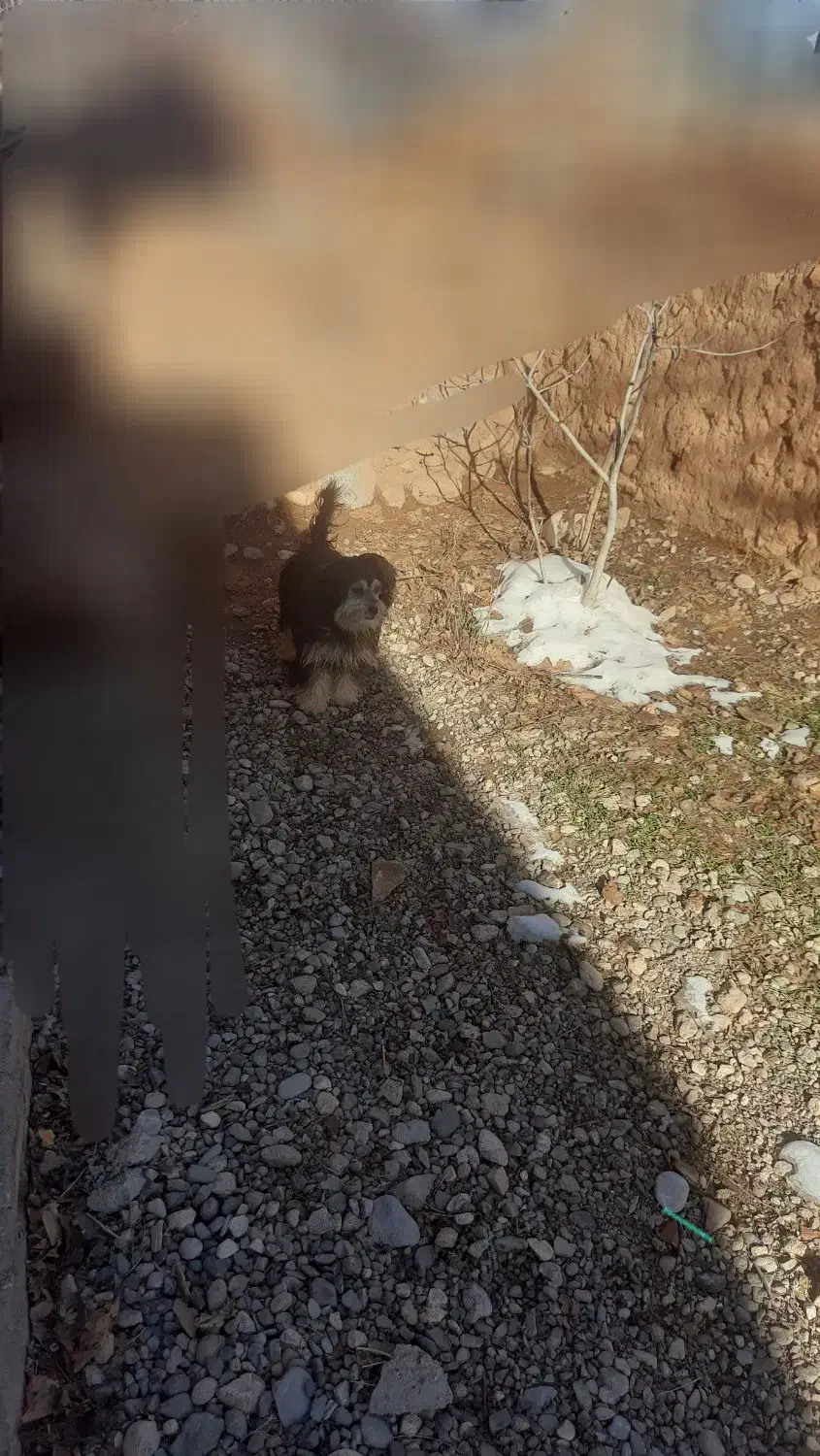 پاکوتاه|سگ|قره ضیاالدین, |دیوار