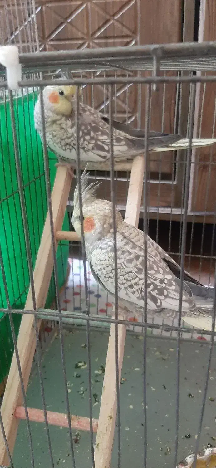 عروس هلندی نر وماده بالغ تازه جفت شدن|پرنده|سنندج, |دیوار