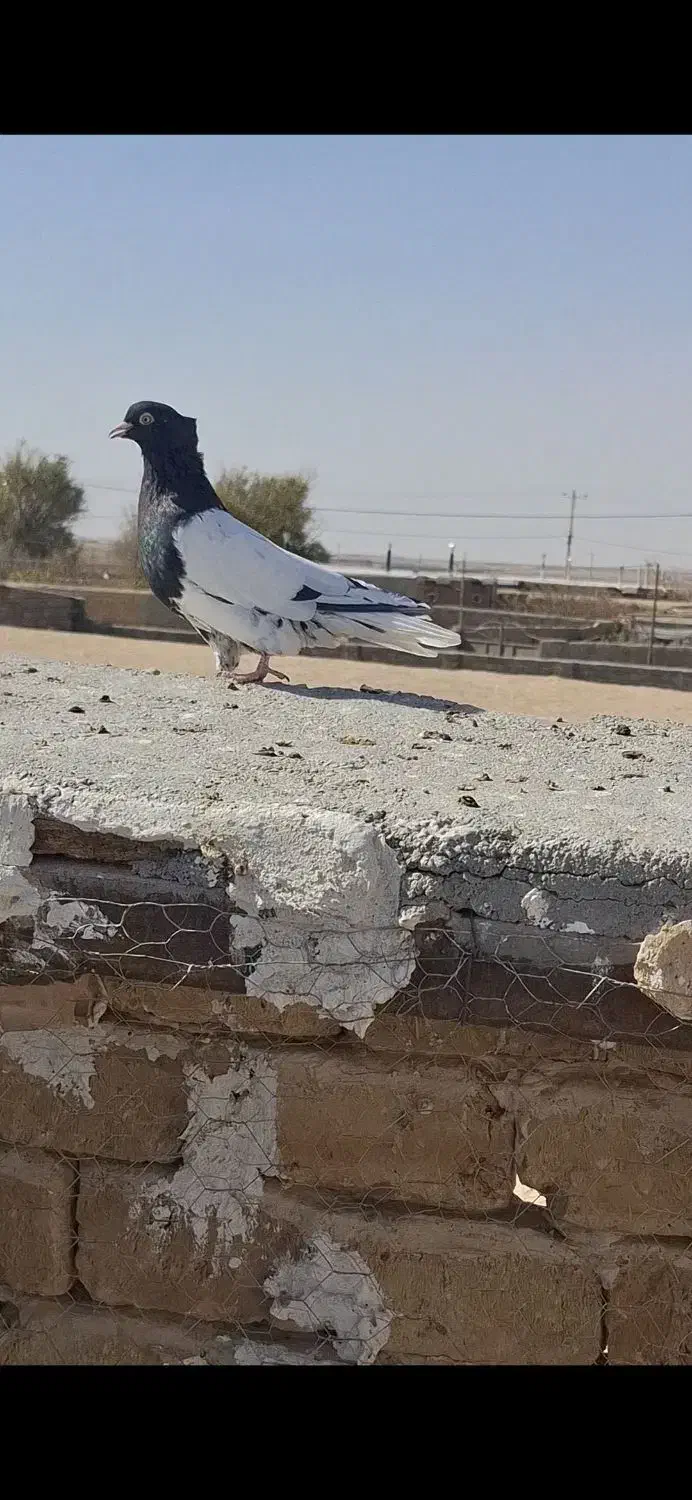 کبوتر پرنده|پرنده|فریمان, |دیوار