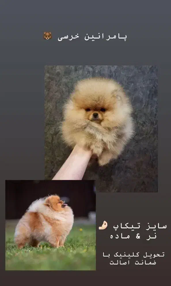 سگ پامر خرسی دوسر /سایز صفر پامر|سگ|مشهد, اقبال|دیوار