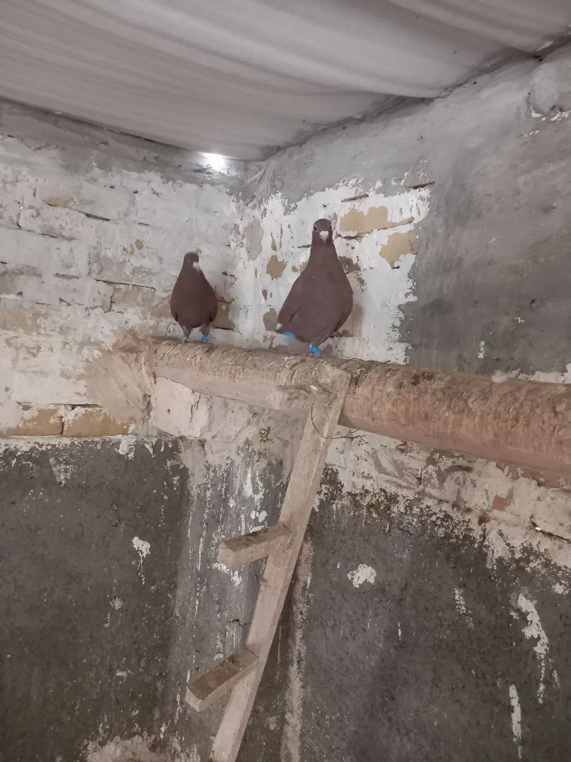 کفتر|پرنده|تربتحیدریه, حاجی یار|دیوار