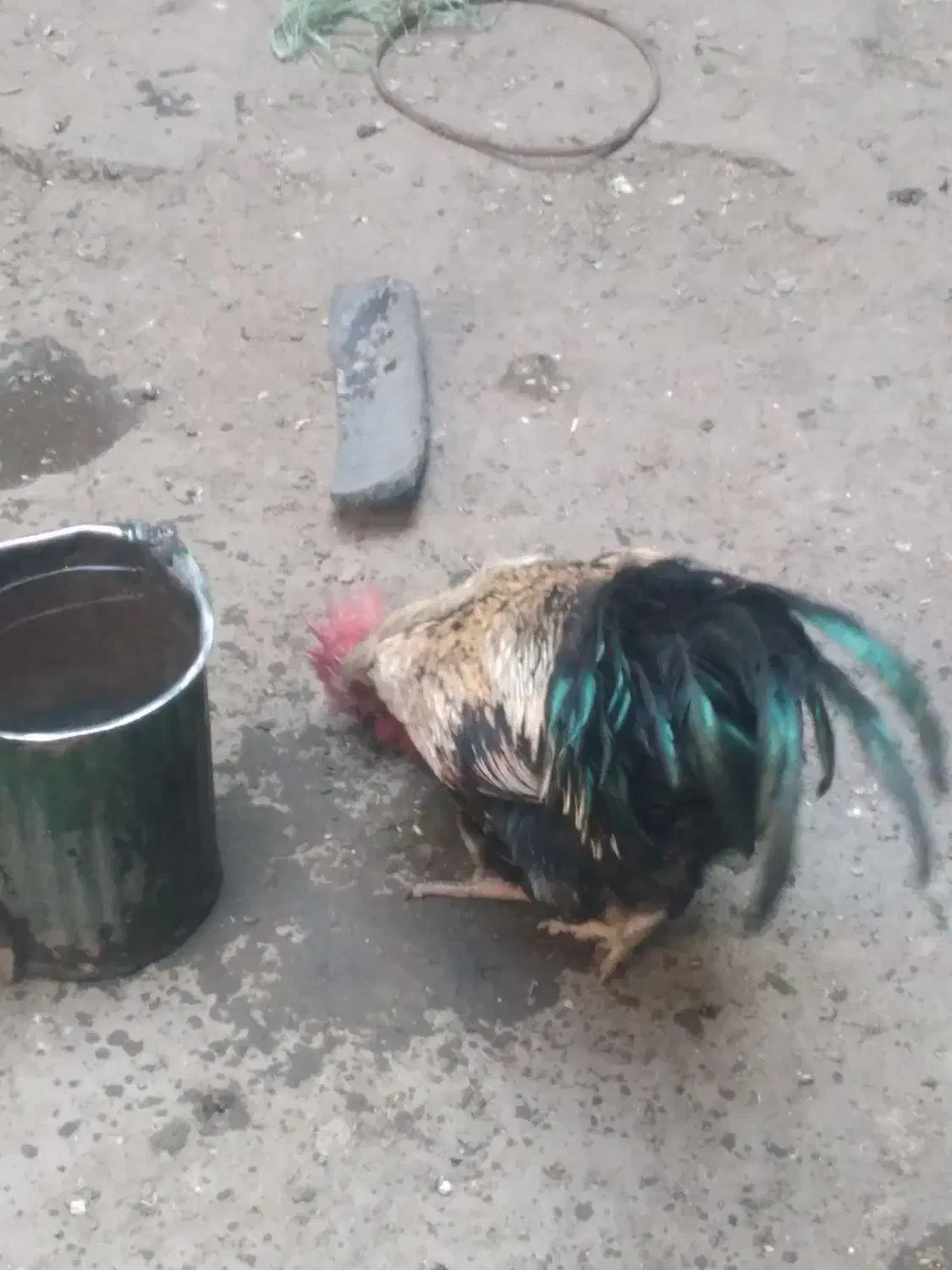 مرغ و خروس|حیوانات مزرعه|بروجرد, |دیوار