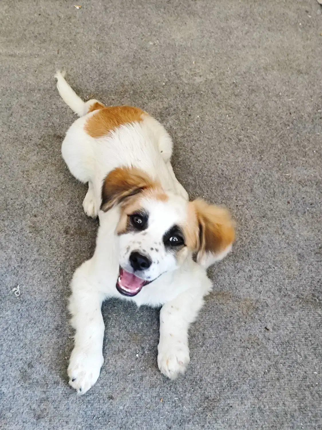 سگ نژاد اشپیتز|سگ|آستانه اشرفیه, |دیوار