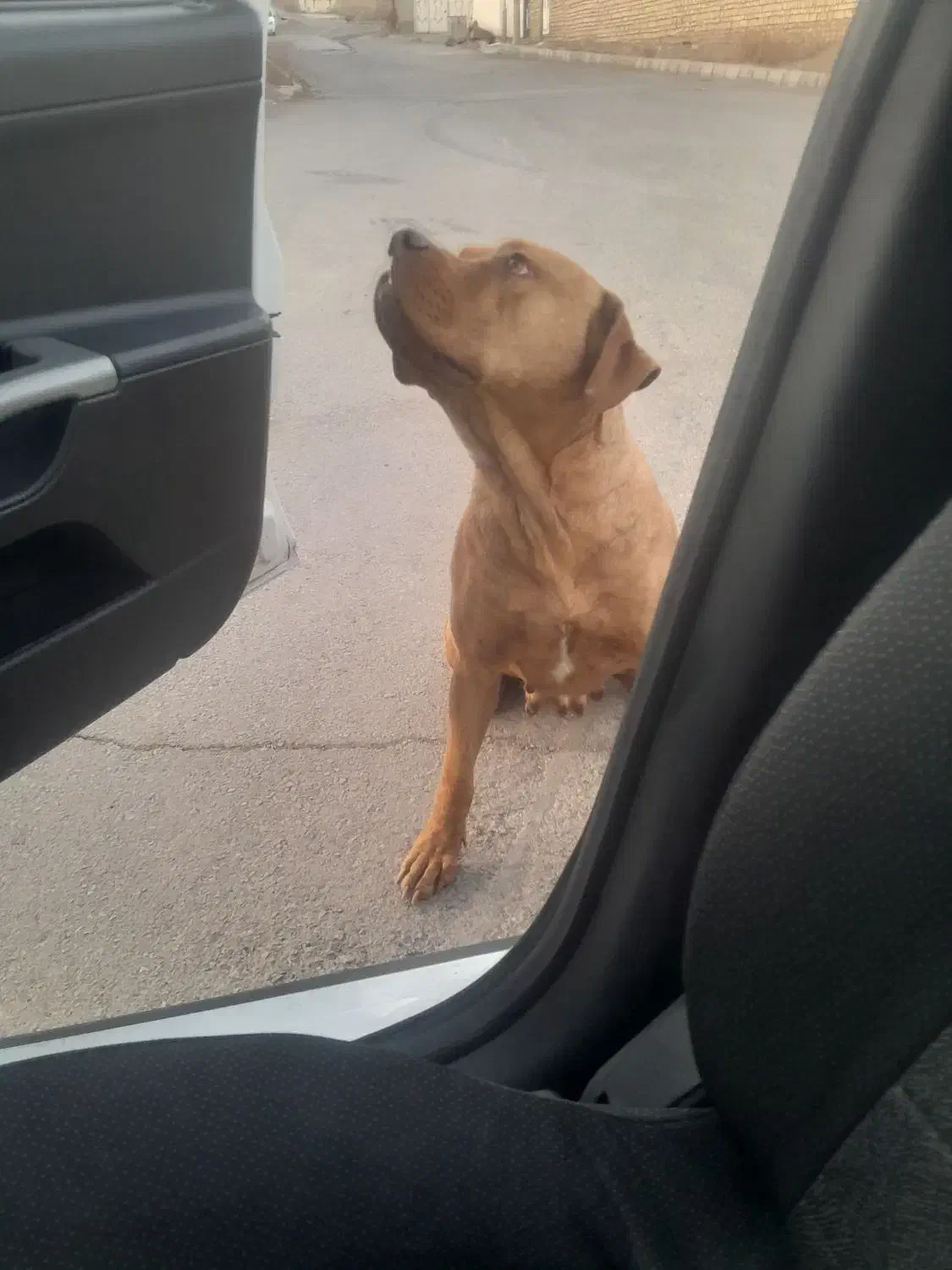 سگ پیت بول|سگ|هشتگرد, هشتگرد قدیم|دیوار