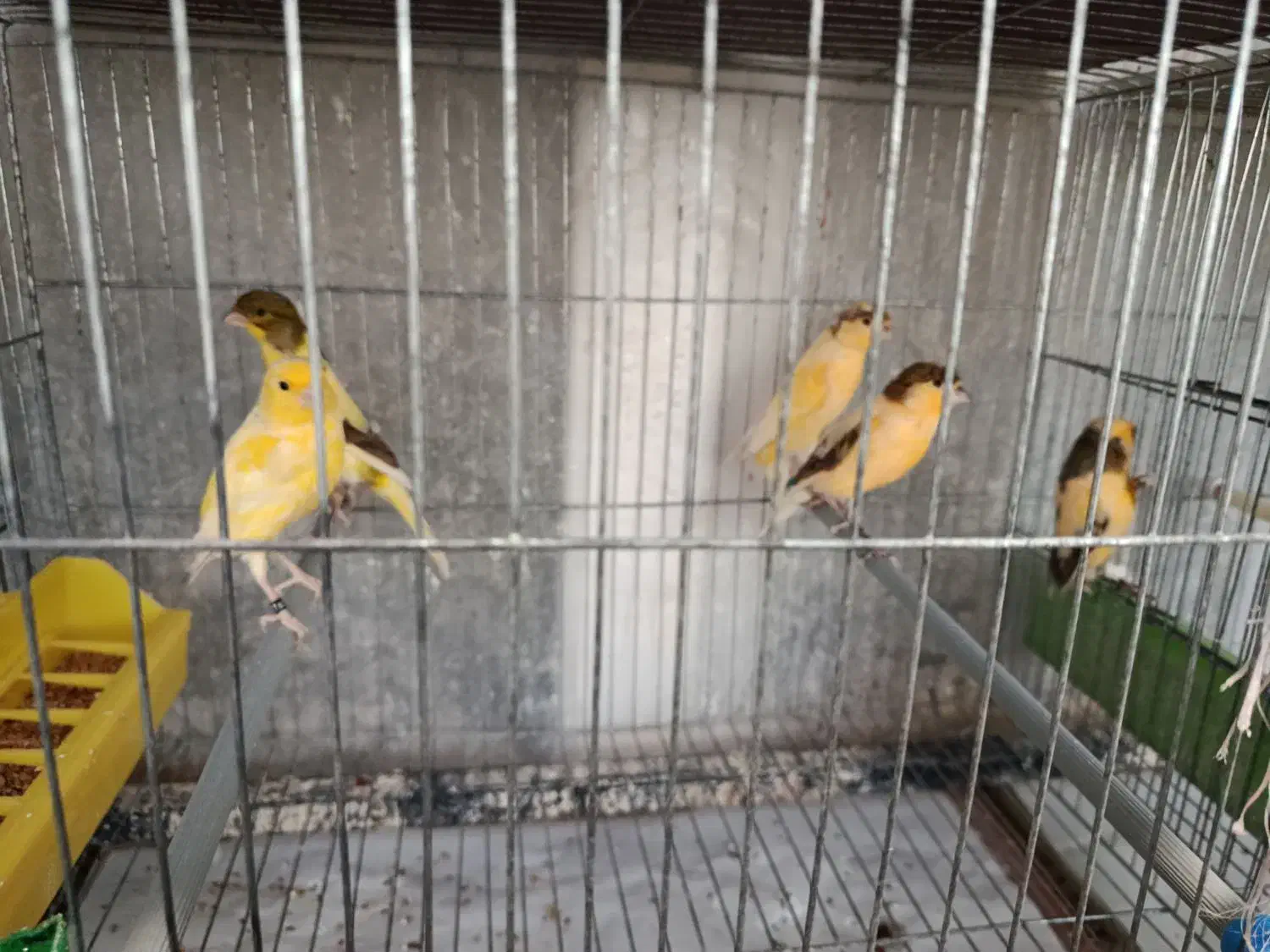 قناری نر بخون جوان|پرنده|گلپایگان, |دیوار