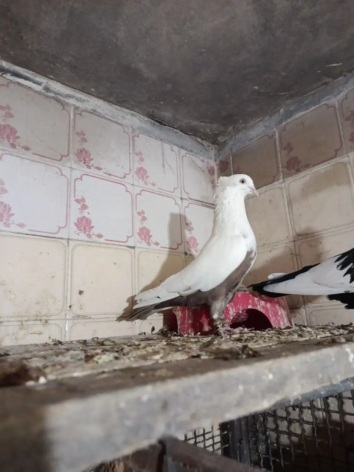 دمقهوای|پرنده|آباده, |دیوار