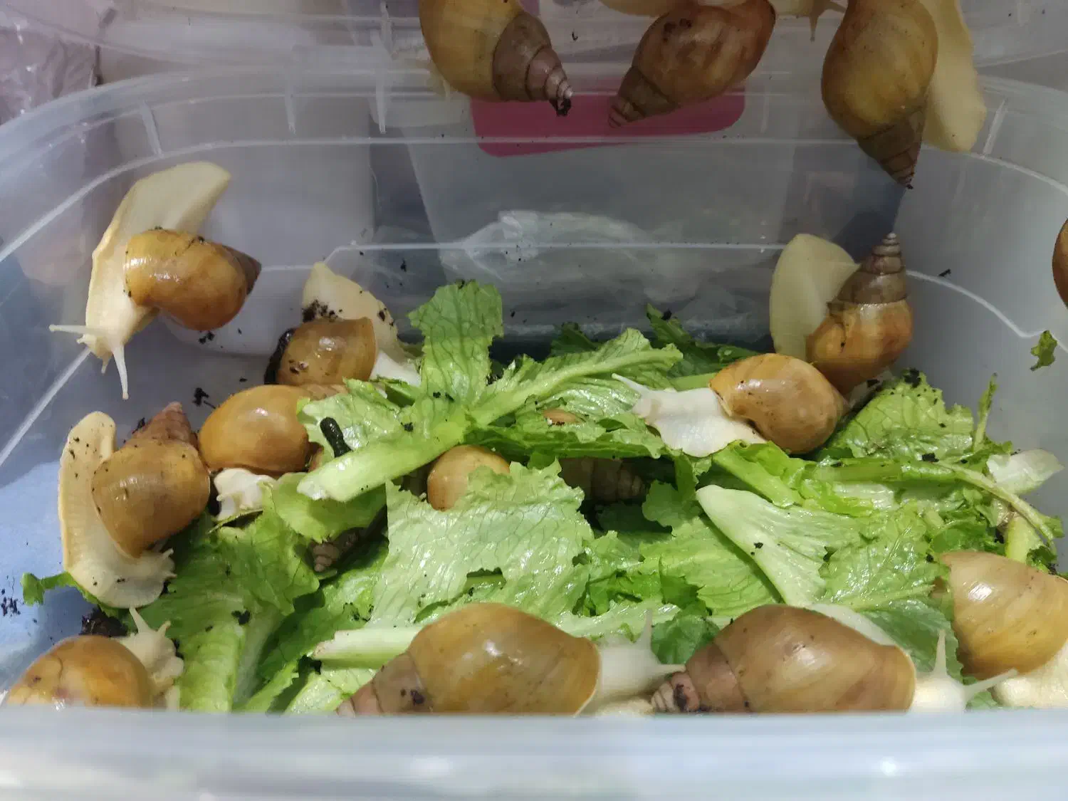 حلزون|خزنده|فلاورجان, |دیوار