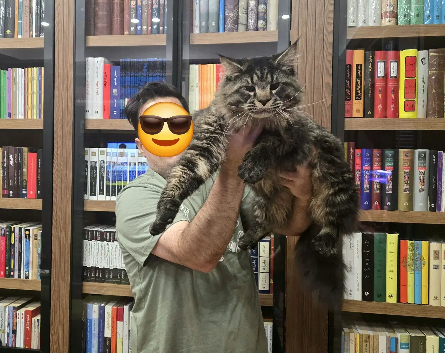 گربه مینکون|گربه|تهران, شهرک غرب|دیوار