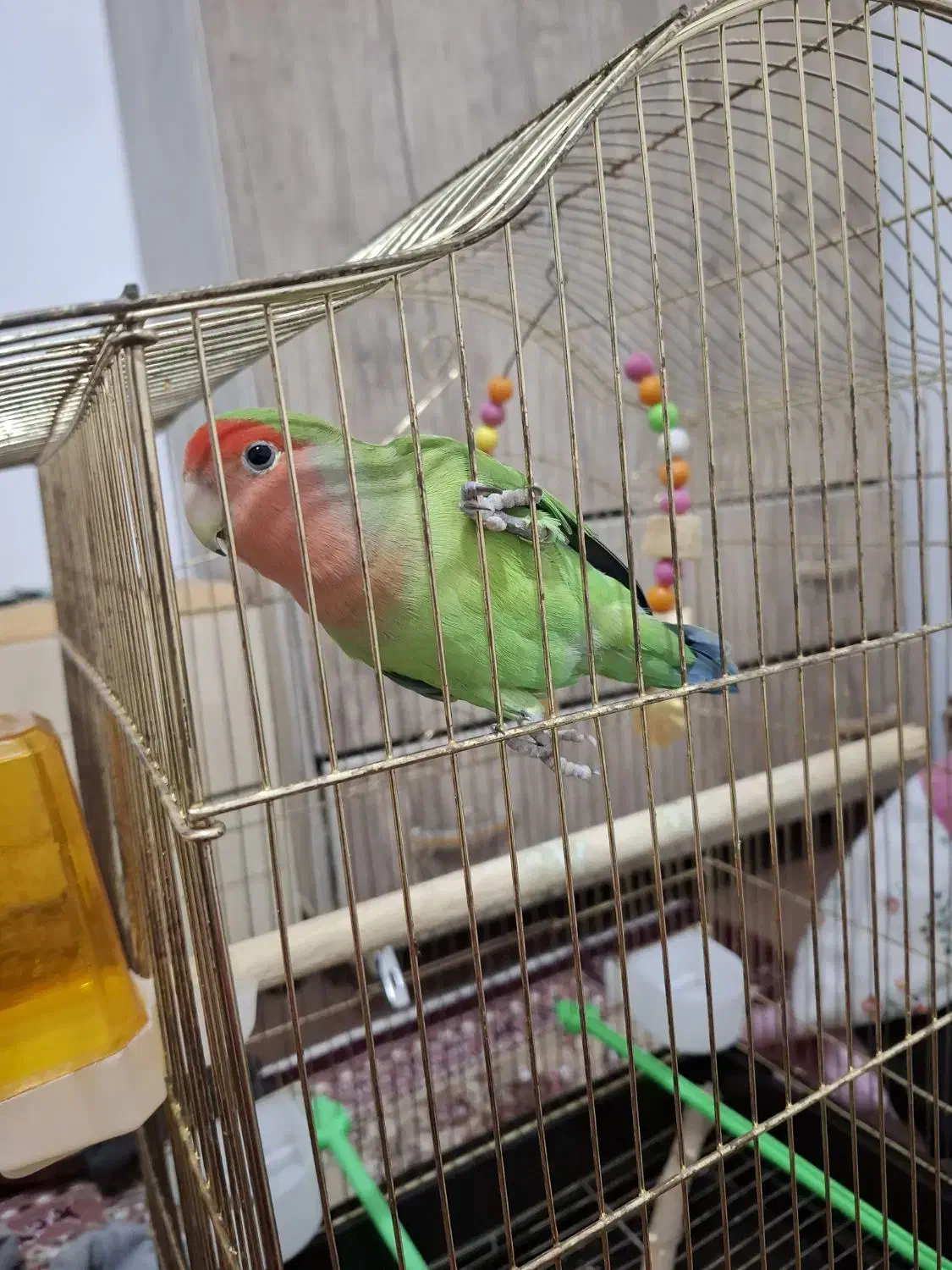 طوطی برزیلی|پرنده|ارومیه, |دیوار