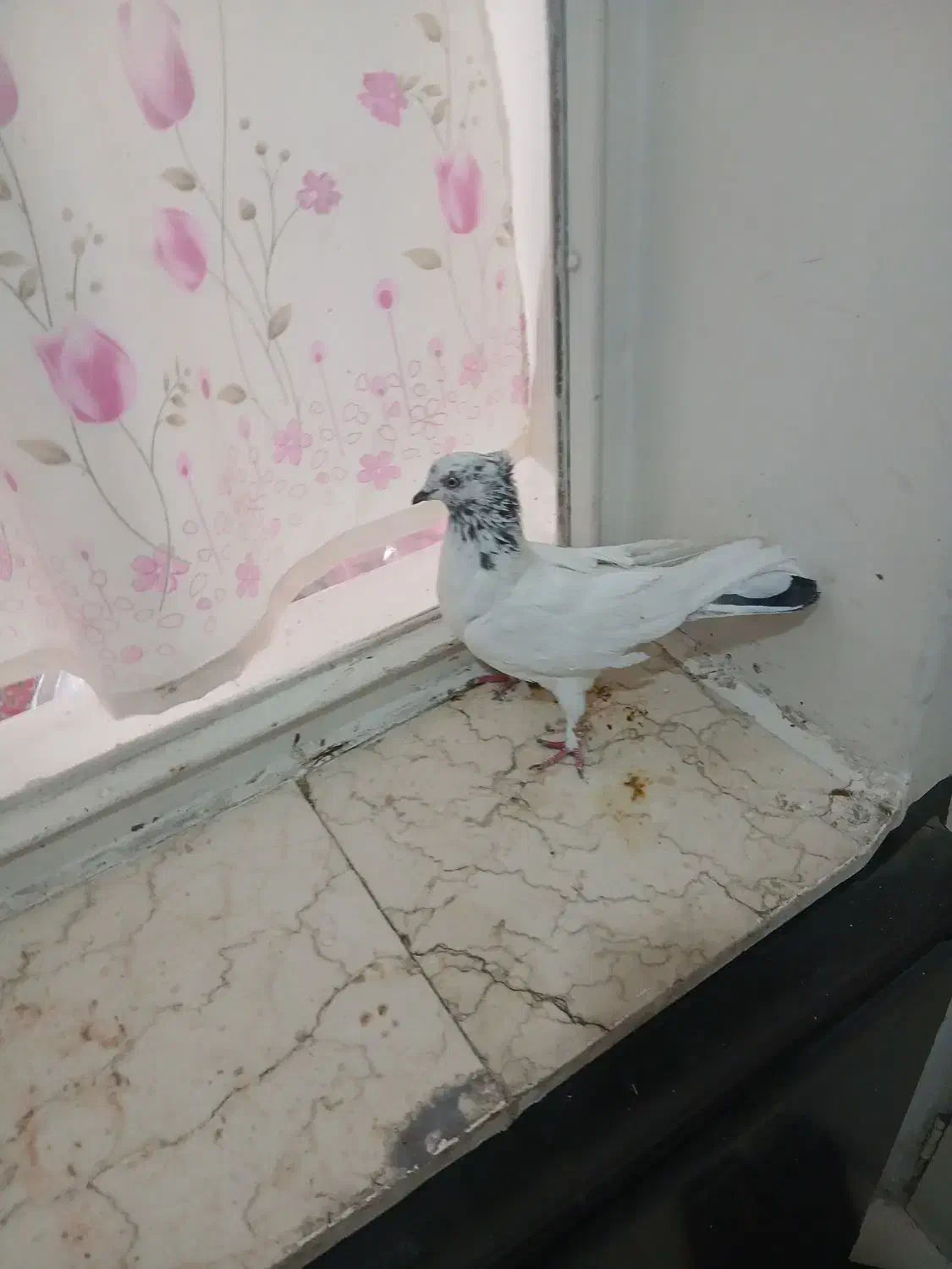 تعداد کفتر پرشی|پرنده|تهران, بهمن یار|دیوار