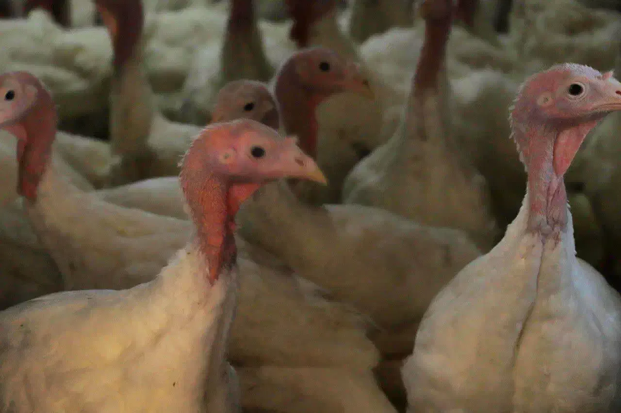 بوقلمون بیوتی گوشتی|حیوانات مزرعه|تهران, شهرک استقلال|دیوار