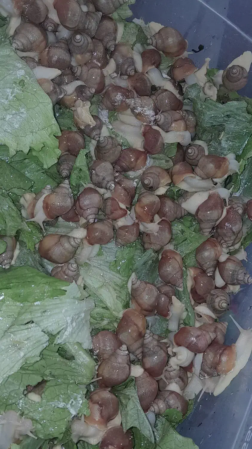 حلزون|خزنده|کوهسار (البرز), |دیوار