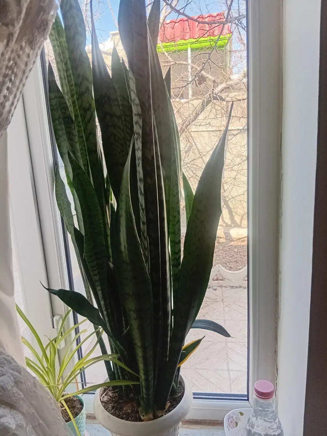 گل شمشیری|گل و گیاه طبیعی|صائین قلعه, |دیوار