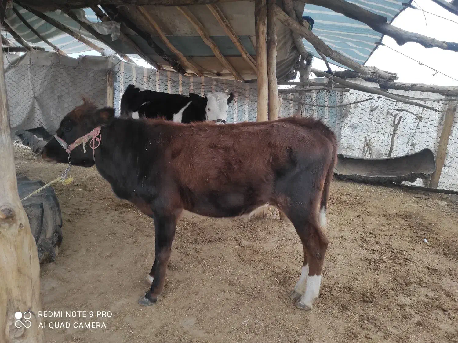 گوساله ماده سیمینتال و هلشتاین|حیوانات مزرعه|کوهدشت, |دیوار