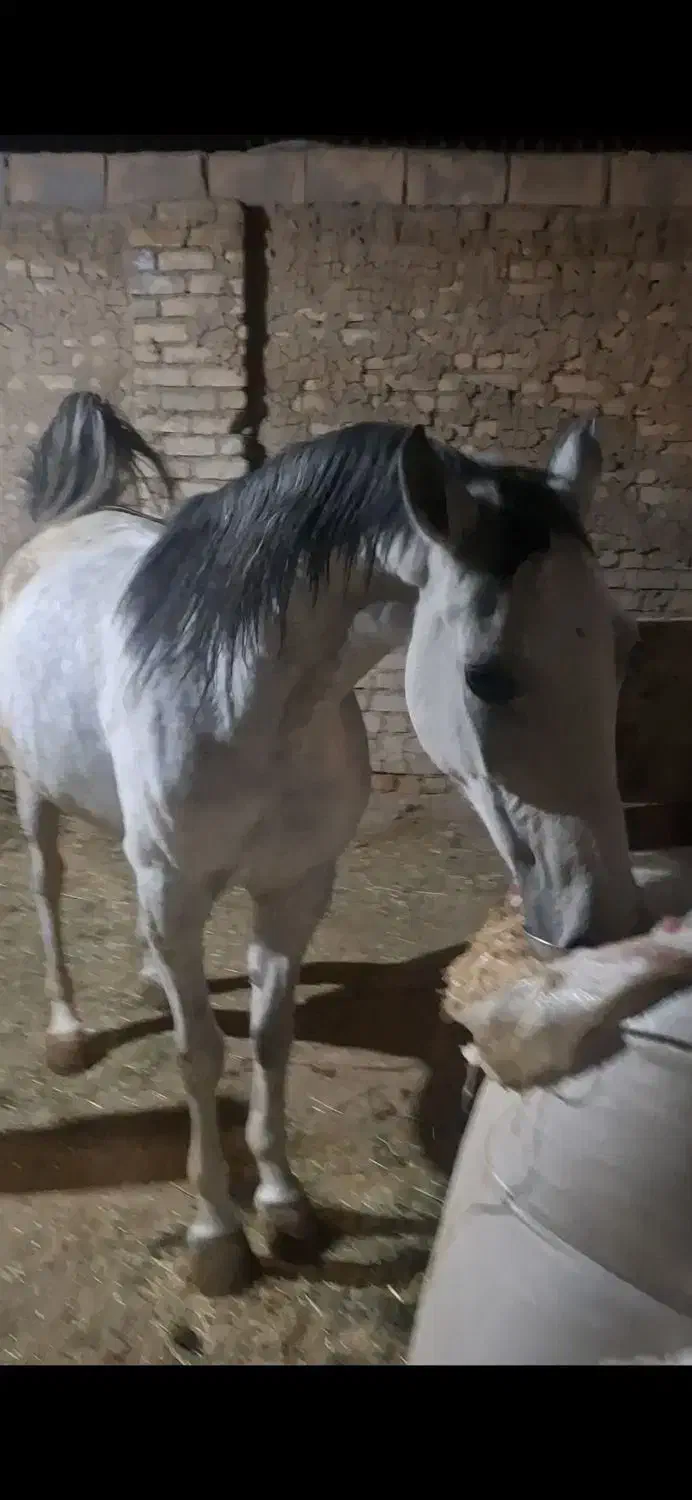 مادیان کرد|اسب و تجهیزات اسب‌سواری|خمینی‌شهر, |دیوار