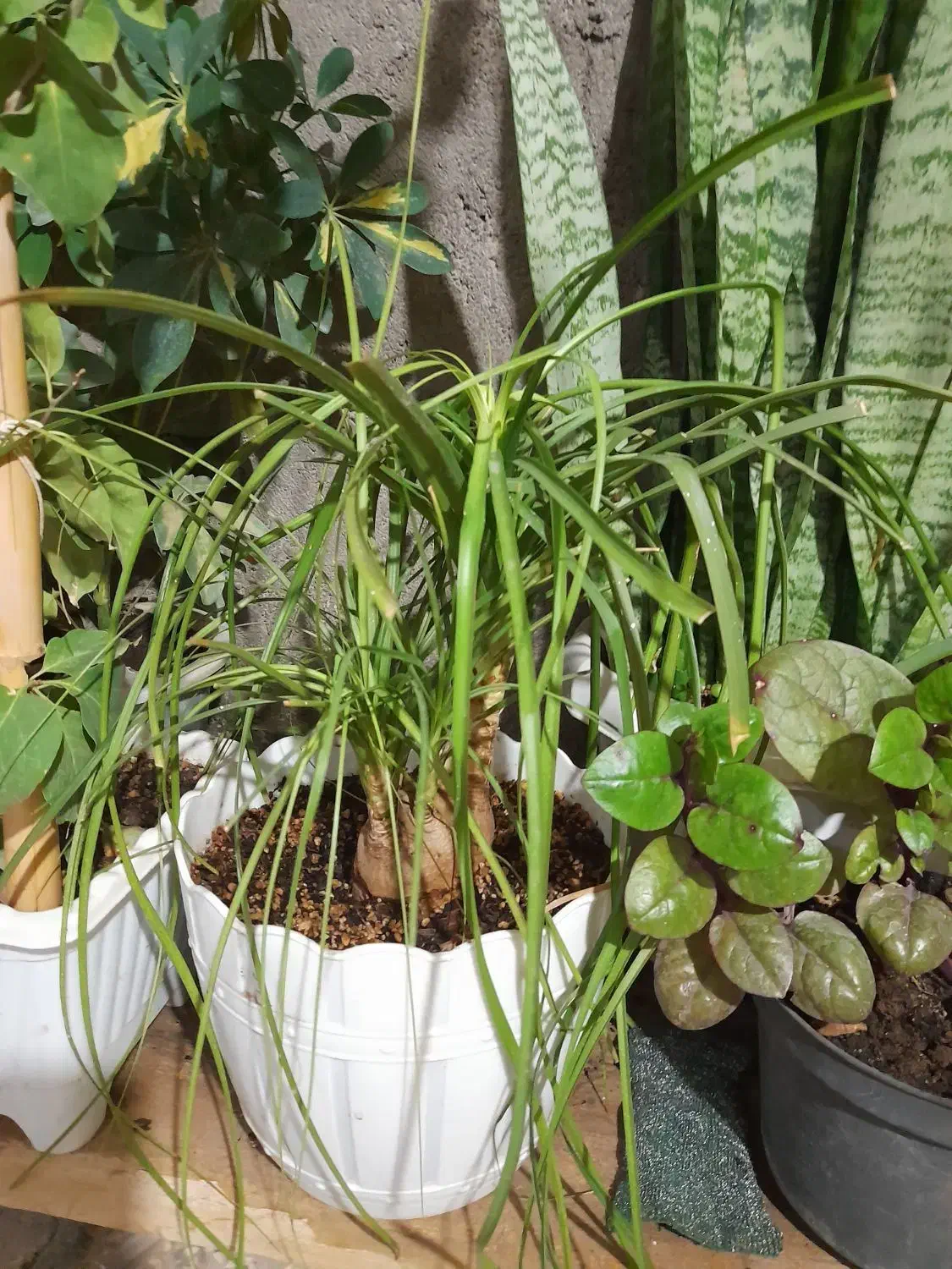 گل و گل آپارتمانی|گل و گیاه طبیعی|کاشمر, |دیوار