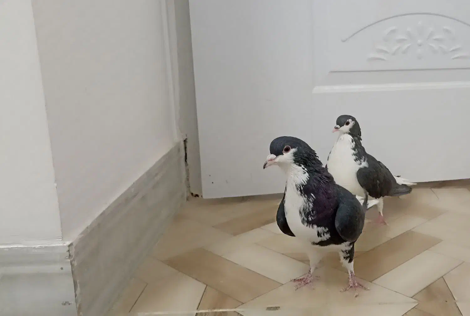 کبوتر شهری و سرور|پرنده|مرودشت, بیست متری بیمارستان|دیوار